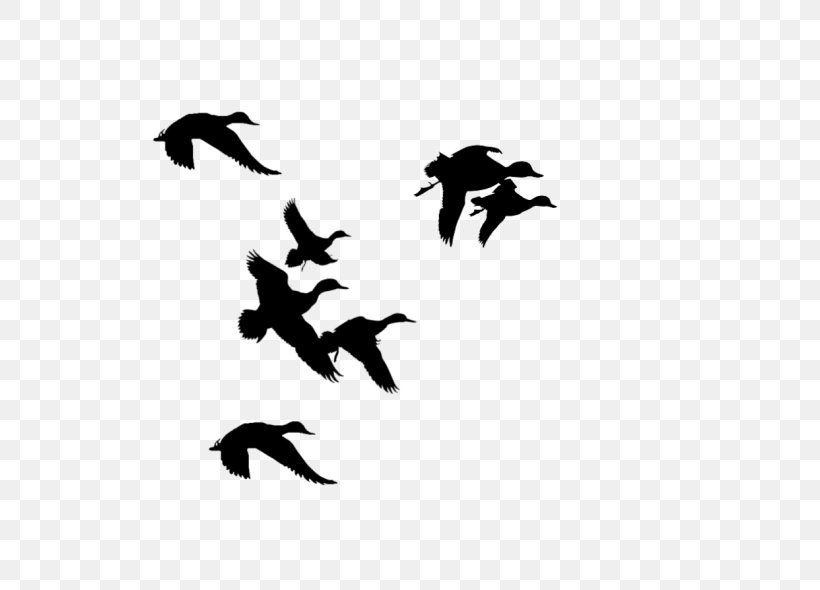 American Black Duck Mallard Bird Clip Art, PNG, 590x590px, Duck, American Black Duck, Anseriformes, Beak, Bird Download Free
