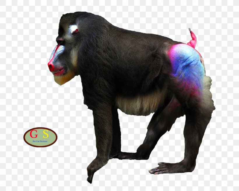 Common Chimpanzee Mandrill Cercopithecini Gorilla Monkey, PNG, 1000x800px, Common Chimpanzee, Cercopithecidae, Cercopithecini, Chimpanzee, Gorilla Download Free