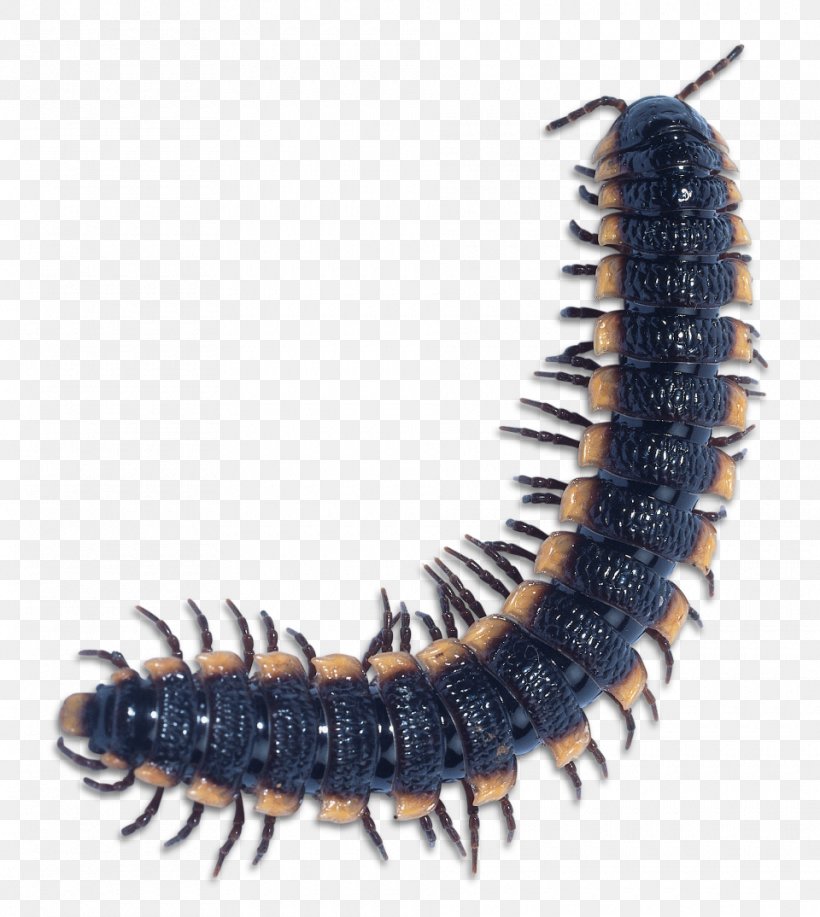 Scolopendra Gigantea Centipedes Millipede Insect House Centipede, PNG, 960x1074px, Scolopendra Gigantea, Acari, Animal, Archispirostreptus Gigas, Arthropod Download Free