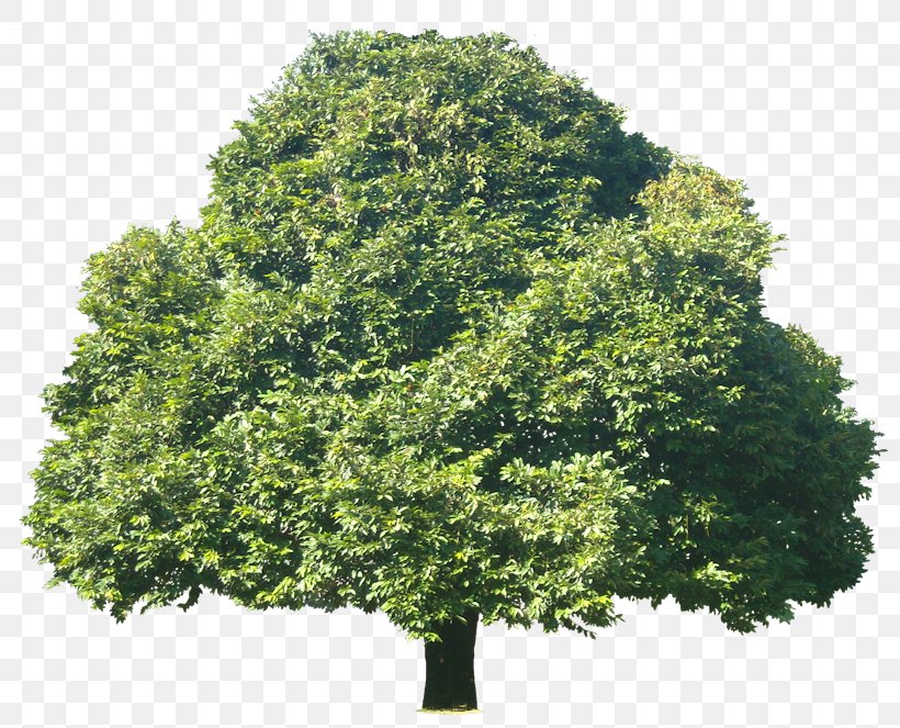 Tree Diospyros Discolor Weeping Fig Plant Subtropics, PNG, 800x663px, Tree, Acer Campestre, Agathis Dammara, Ebenaceae, Evergreen Download Free