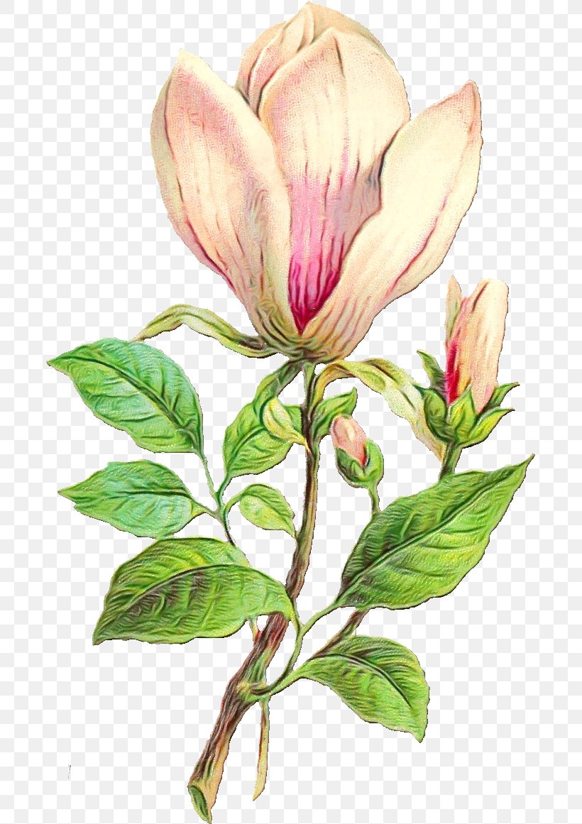 Flower Flowering Plant Plant Petal Magnolia, PNG, 690x1161px, Watercolor, Anthurium, Flower, Flowering Plant, Magnolia Download Free