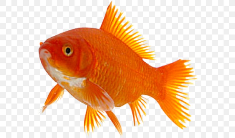 Goldfish Taga Feeder Fish Marine Biology, PNG, 558x480px, Goldfish, Animal, Biology, Bony Fish, Drug Download Free