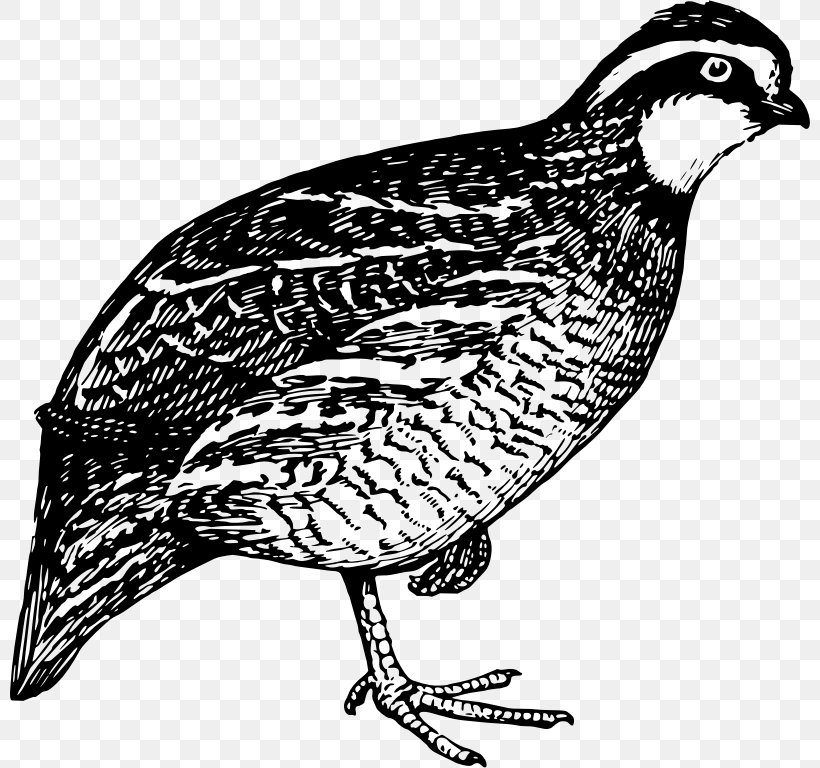 Quail Hunting Bird Clip Art, PNG, 800x768px, Quail, Beak, Bird, Bird Nest, Black And White Download Free