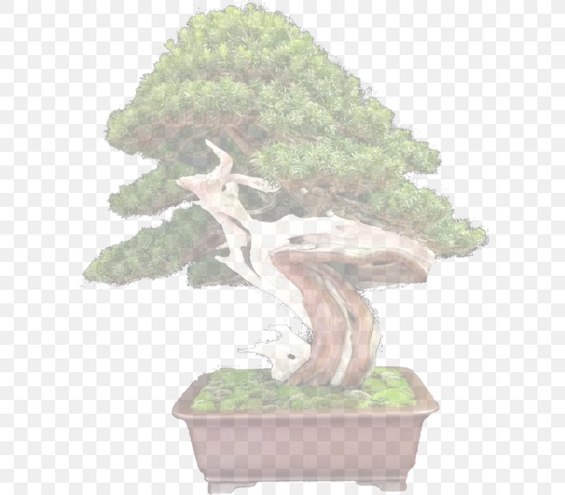 Sageretia Theezans Oltre Il Verde Bonsai Flowerpot Tree, PNG, 600x718px, 2017, 2018, Sageretia Theezans, Bonsai, Calendar Download Free