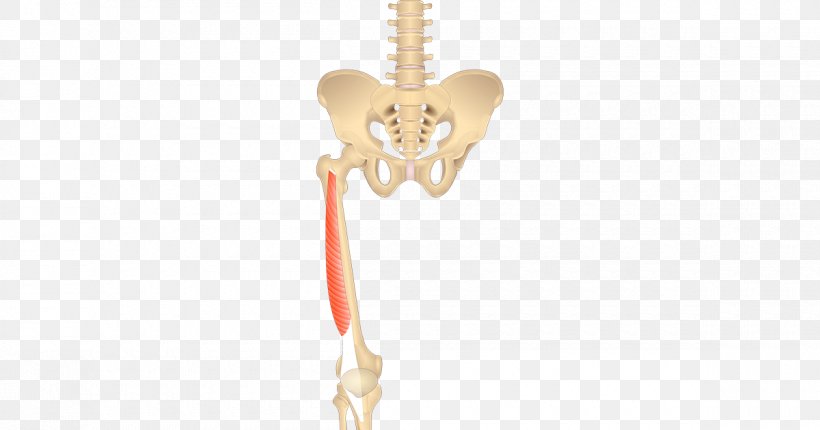 Vastus Lateralis Muscle Vastus Medialis Anatomy Origin, PNG, 1200x630px, Watercolor, Cartoon, Flower, Frame, Heart Download Free
