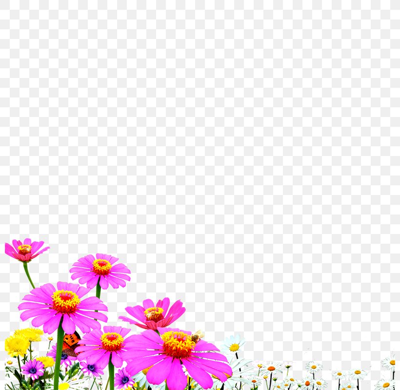 Wallpaper, PNG, 800x800px, Flower, Dahlia, Daisy, Daisy Family, Designer Download Free