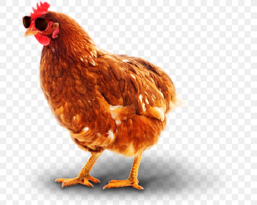 Chicken As Food Rooster Bird Pathogen, PNG, 685x655px, Chicken, Avian Influenza, Beak, Bird, Chicken As Food Download Free