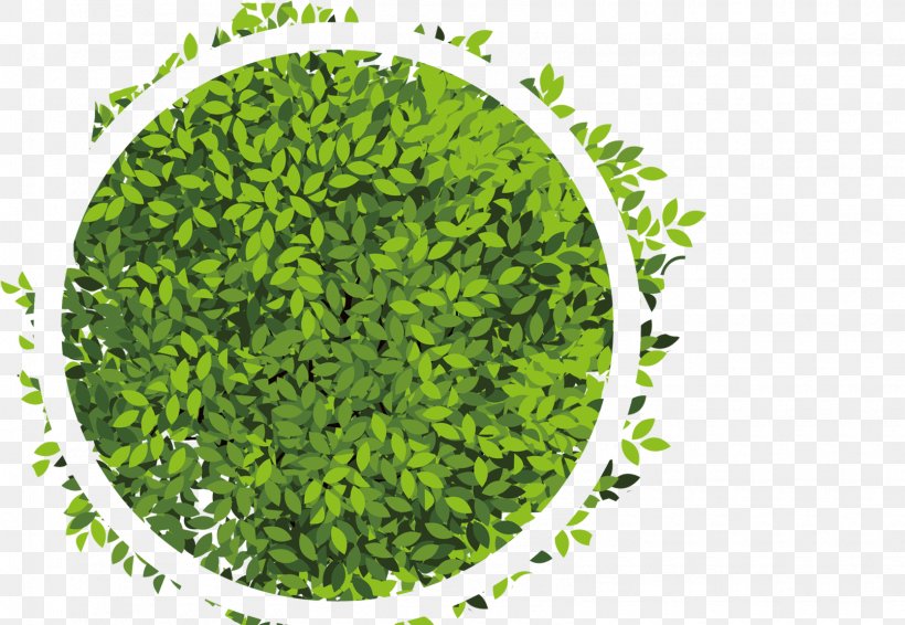 Circle, PNG, 1610x1113px, Green, Grass, Leaf, Superfood Download Free