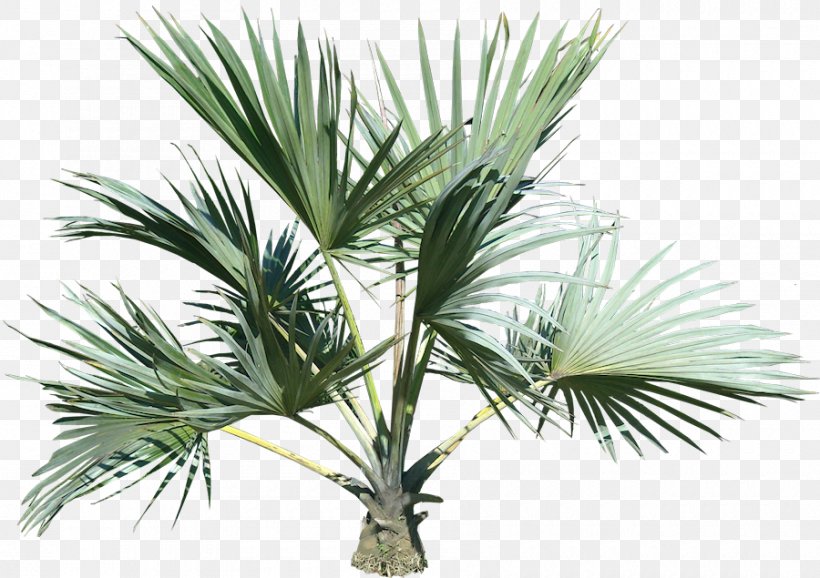 Date Palm Arecaceae Plant Clip Art, PNG, 900x635px, Date Palm, Arecaceae, Arecales, Borassus Flabellifer, Clipping Path Download Free