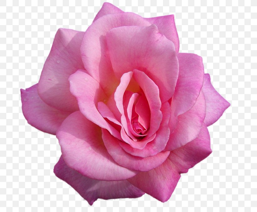Garden Roses Desktop Wallpaper Flower, PNG, 699x676px, Rose, China Rose, Color, Cut Flowers, Floribunda Download Free