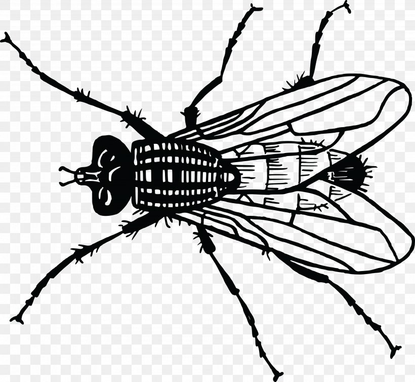Insect Housefly Bee Drawing, PNG, 4000x3680px, Insect, Animal, Arthropod, Bee, Black And White Download Free
