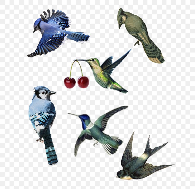 Parrot Bird Parakeet Macaw Beak, PNG, 678x792px, Parrot, Animal, Beak, Bird, Common Pet Parakeet Download Free
