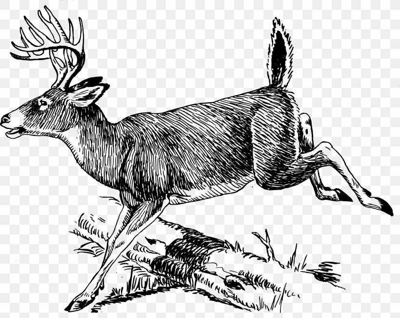White-tailed Deer Moose Line Art Clip Art, PNG, 2400x1906px, Deer, Antelope, Antler, Art, Black And White Download Free
