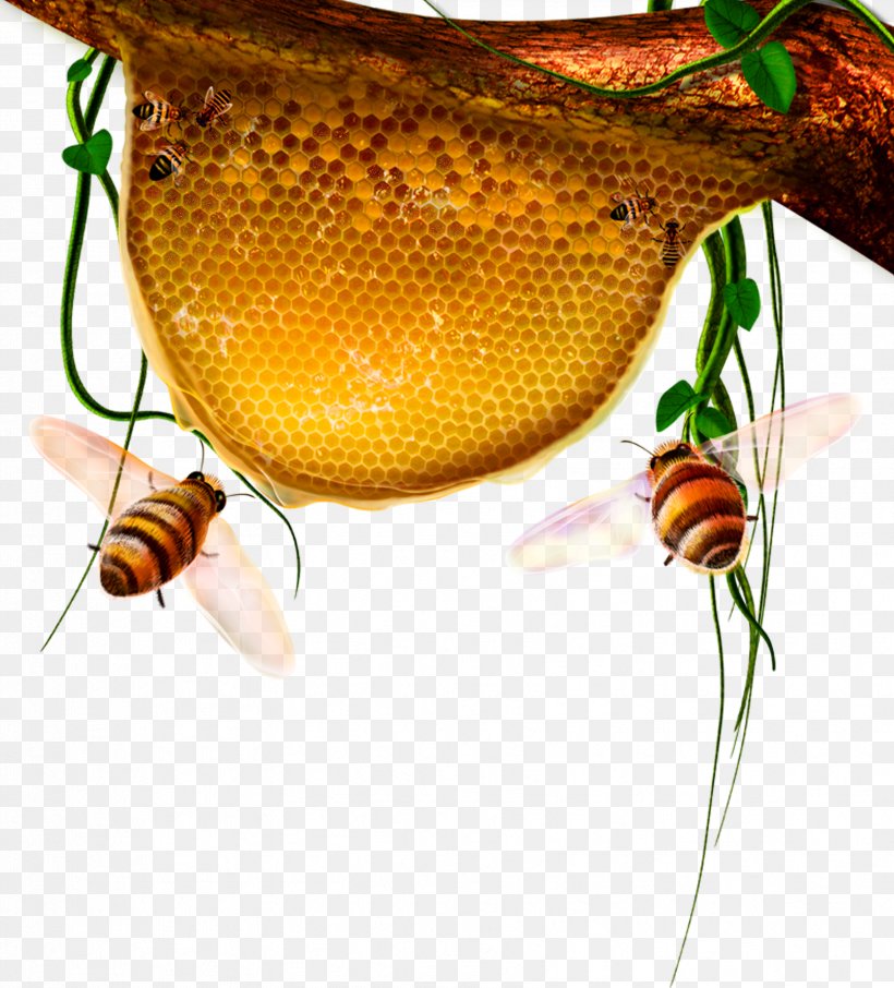 Beehive Honeycomb, PNG, 3346x3698px, Bee, Beehive, Cartoon, Drawing