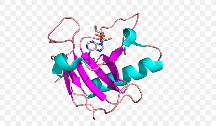Bovine Pancreatic Ribonuclease Structure Exosome Complex, PNG, 640x480px, Watercolor, Cartoon, Flower, Frame, Heart Download Free