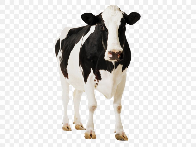 Cattle Cardboard Cut-Outs Standee Farm Cardboard Cutout Standup, PNG, 866x650px, Cattle, Animal Figure, Barn, Bovine, Calf Download Free