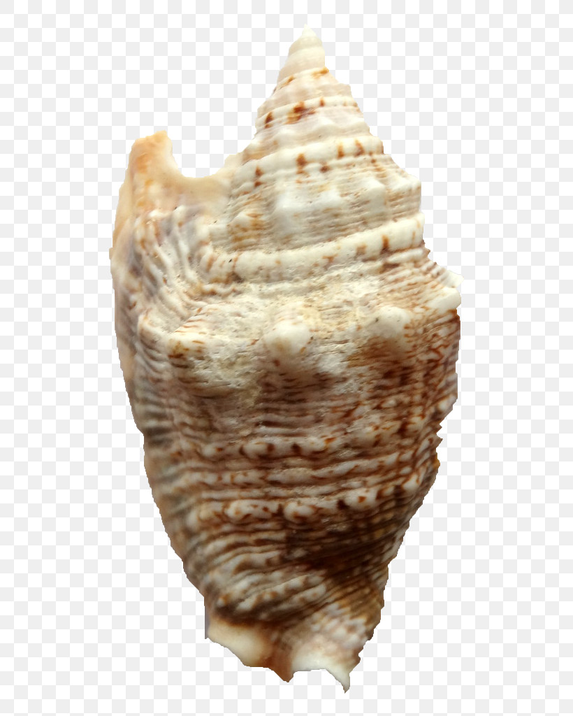 Conch Conch Shankha Shell Sea Snail, PNG, 768x1024px, Conch, Bivalve, Sea Snail, Shankha, Shell Download Free