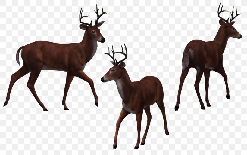 Deer Elk Drawing, PNG, 1024x645px, Deer, Antelope, Antler, Drawing, Elk Download Free