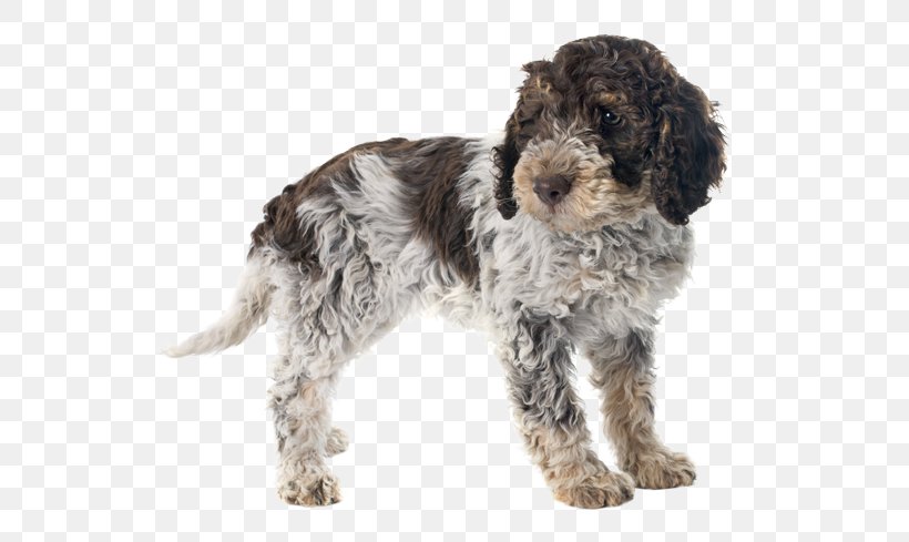 Lagotto Romagnolo Portuguese Water Dog Spanish Water Dog Golden Retriever Puppy, PNG, 567x489px, Lagotto Romagnolo, Breed, Carnivoran, Cockapoo, Companion Dog Download Free