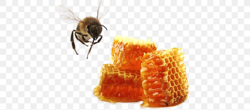 Western Honey Bee Apis Cerana Beeswax, PNG, 453x362px, Bee, Apis Cerana, Arthropod, Bee Pollen, Beekeeping Download Free
