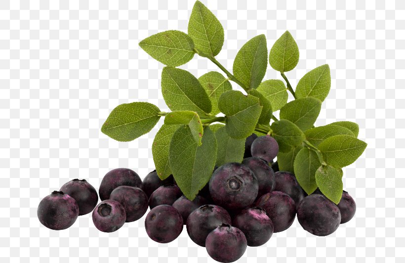Blueberry Bilberry Huckleberry Damson Superfood, PNG, 670x532px, 1213, Blueberry, Aristotelia Chilensis, Berry, Bilberry Download Free