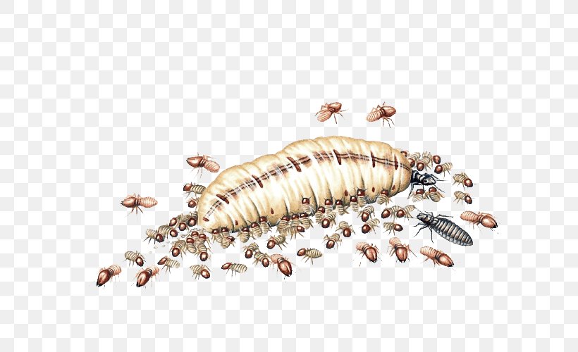 Formosan Subterranean Termite Insect Cockroach, PNG, 600x500px, Termite, Animaatio, Ant, Arthropod, Cartoon Download Free