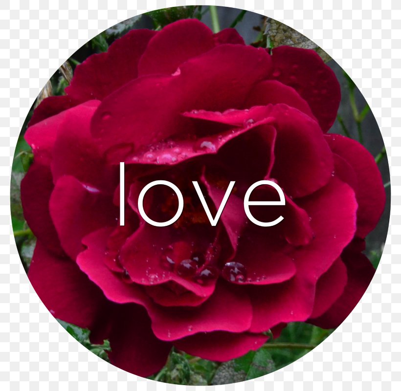 Garden Roses Cabbage Rose Floribunda Petal Peony, PNG, 800x800px, Garden Roses, Cabbage Rose, Camellia, Cut Flowers, Family Download Free