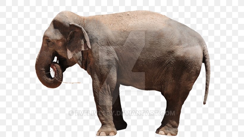 Indian Elephant African Elephant Animal Wildlife Elephantidae, PNG, 600x459px, Indian Elephant, African Elephant, Animal, Child, Elephant Download Free
