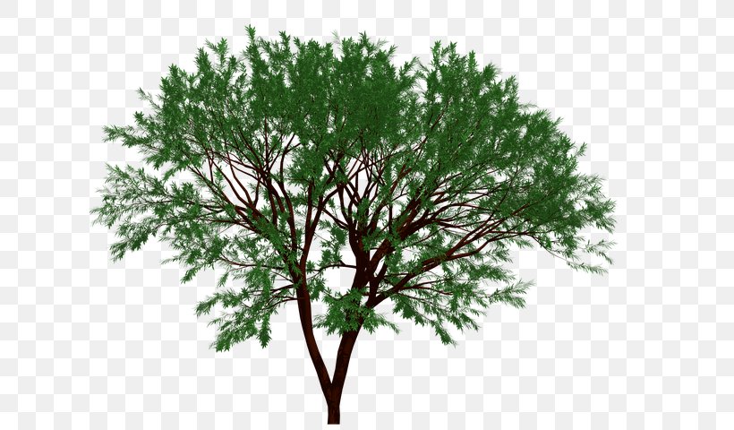 Tree Topiary Fiddle-leaf Fig Box Shrub, PNG, 640x480px, Tree, American Larch, Bonsai, Box, Branch Download Free