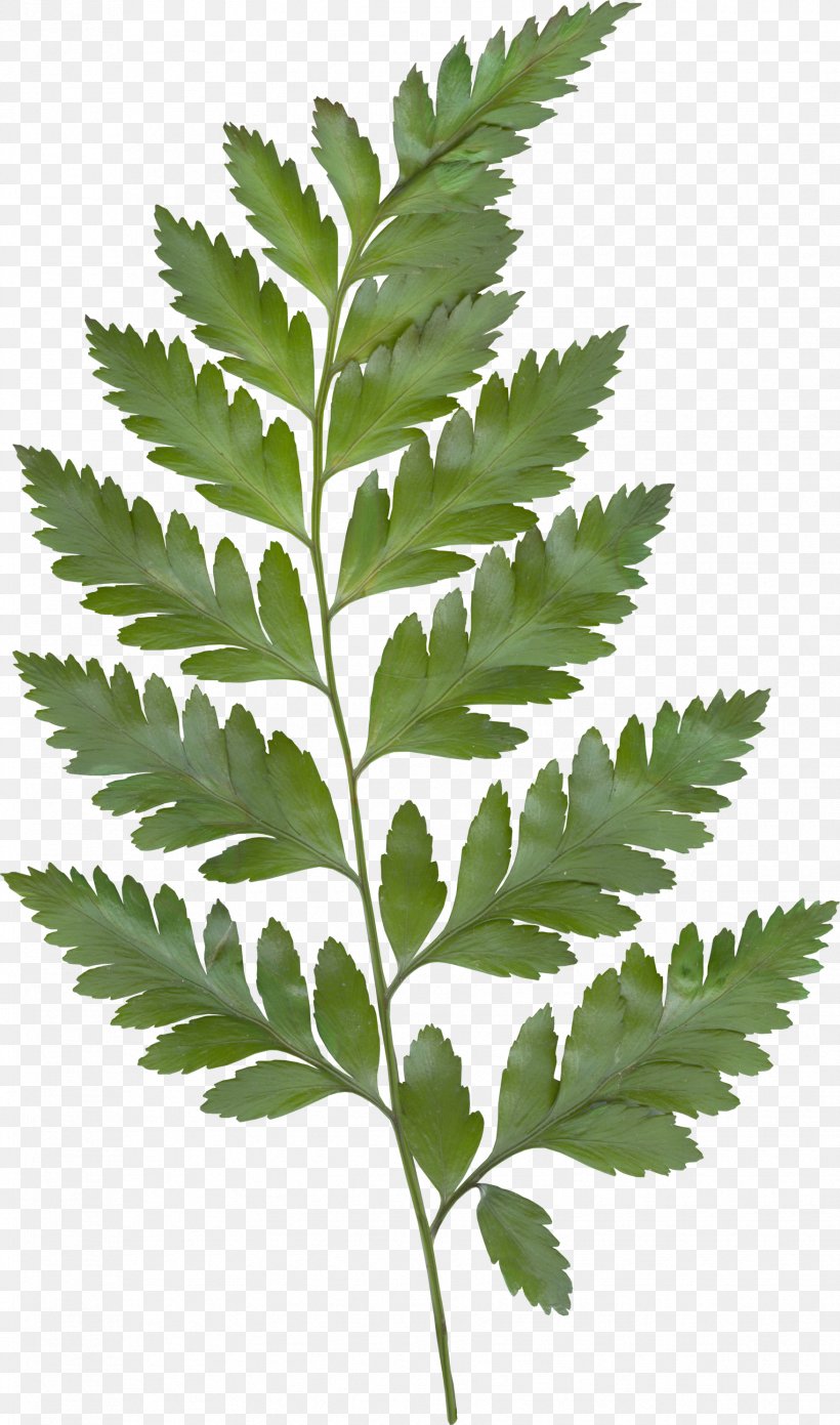 Leaf Green Clip Art, PNG, 1754x2977px, Leaf, Color, Curry Tree, Fern, Ferns And Horsetails Download Free