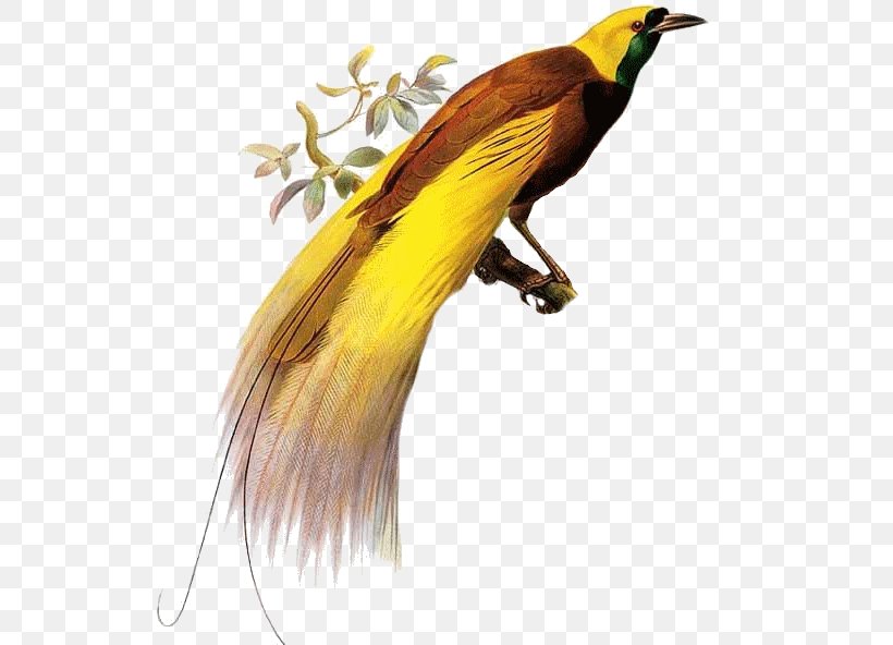 Lesser Bird-of-paradise Owl Parrot, PNG, 539x592px, Bird, Beak, Birdofparadise, Fauna, Feather Download Free