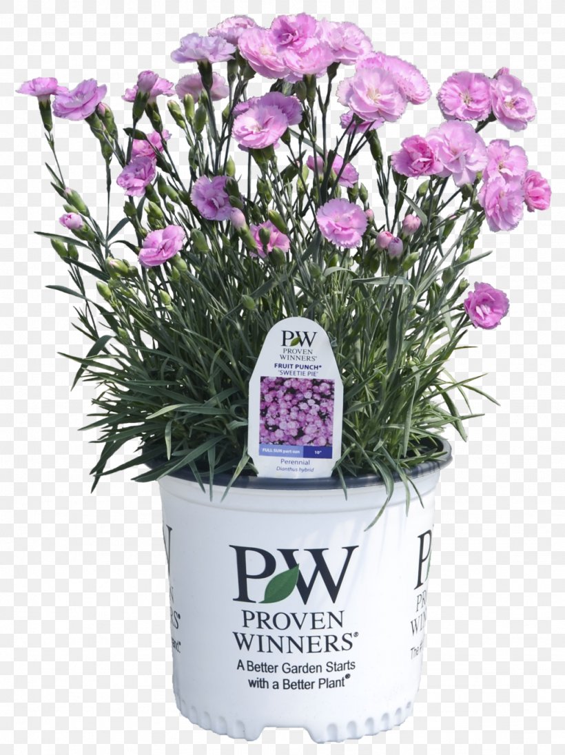 Punch Pink Pie Perennial Plant Lavender, PNG, 1024x1369px, Punch, Basket, Cut Flowers, Flower, Flowering Plant Download Free