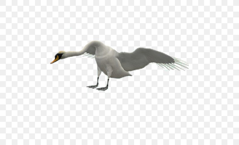 Duck Swan Goose Cygnini Bird, PNG, 500x500px, Duck, Animal, Beak, Bird, Cygnini Download Free
