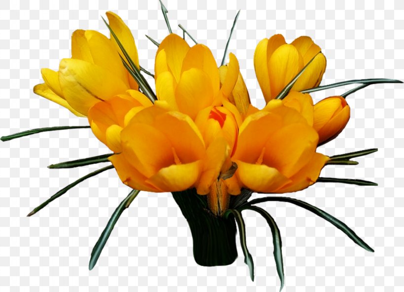 Flower Photography Clip Art, PNG, 1280x925px, Flower, Blog, Crocus, Cut Flowers, Diaporama Download Free