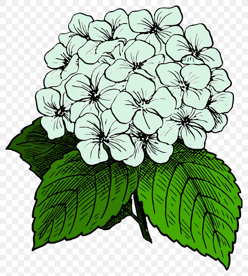 Hydrangea Drawing Clip Art, PNG, 2159x2400px, Hydrangea, Branch, Color, Cornales, Creative Market Download Free