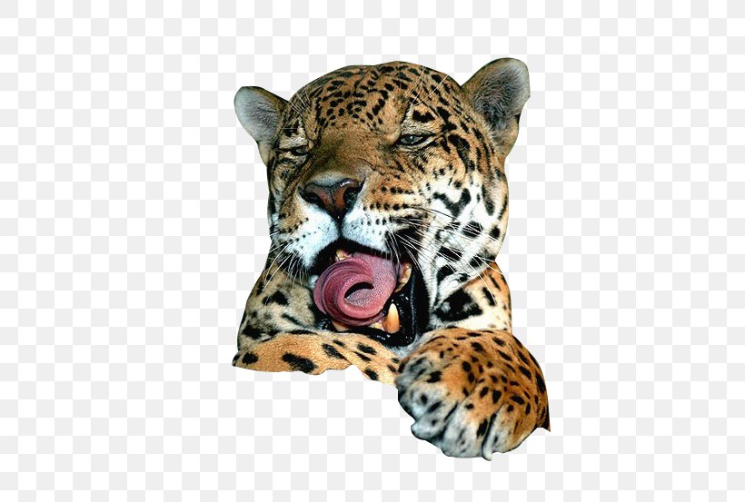 Jaguar Leopard Lion Felidae Cat, PNG, 520x553px, Jaguar, Animal, Bengal Tiger, Big Cat, Big Cats Download Free
