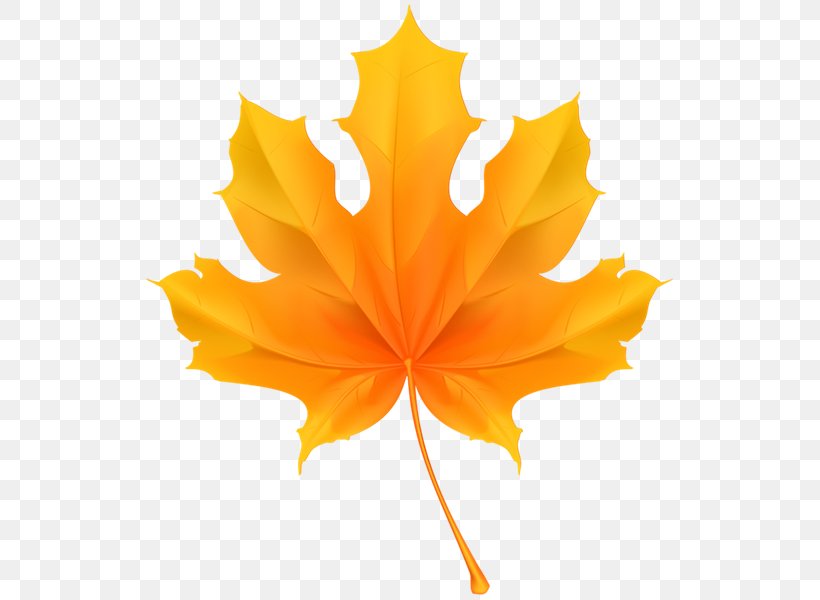 Maple Leaf Royalty-free Stock Photography, PNG, 533x600px, Maple Leaf, Drawing, Flower, Flowering Plant, Leaf Download Free