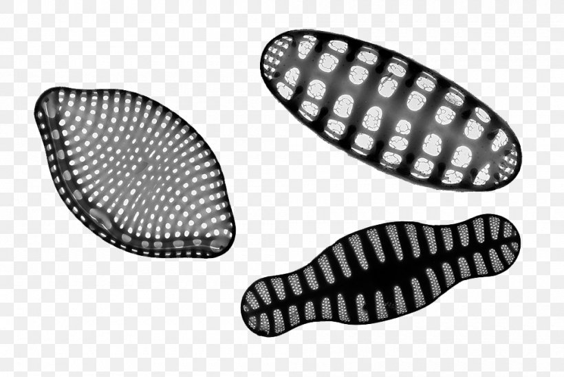 Southern Ocean Phytoplankton Diatom, PNG, 1000x669px, Southern Ocean, Algae, Auto Part, Automotive Lighting, Black And White Download Free