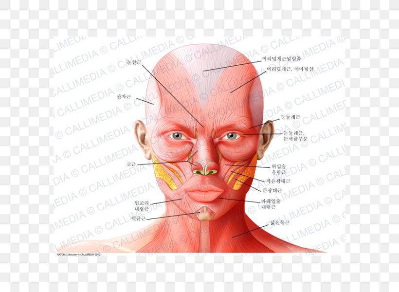 Anatomy Ear Supraorbital Artery Head Nerve, PNG, 600x600px, Watercolor, Cartoon, Flower, Frame, Heart Download Free