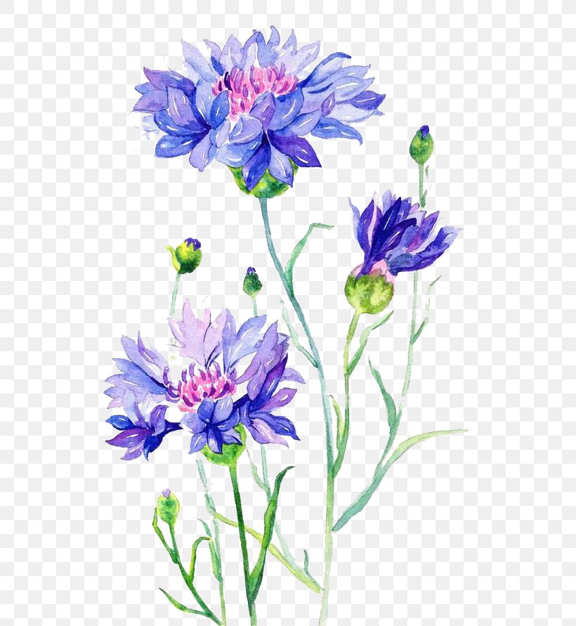Cornflower Watercolor Painting, PNG, 658x891px, Cornflower, Art, Botanical Illustration, Cornflower Blue, Cut Flowers Download Free
