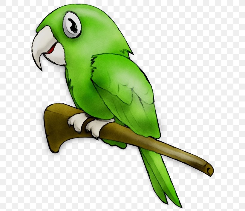 Clip Art Openclipart Free Content Loro Park, PNG, 613x707px, Macaw, Beak, Bird, Budgie, Green Download Free
