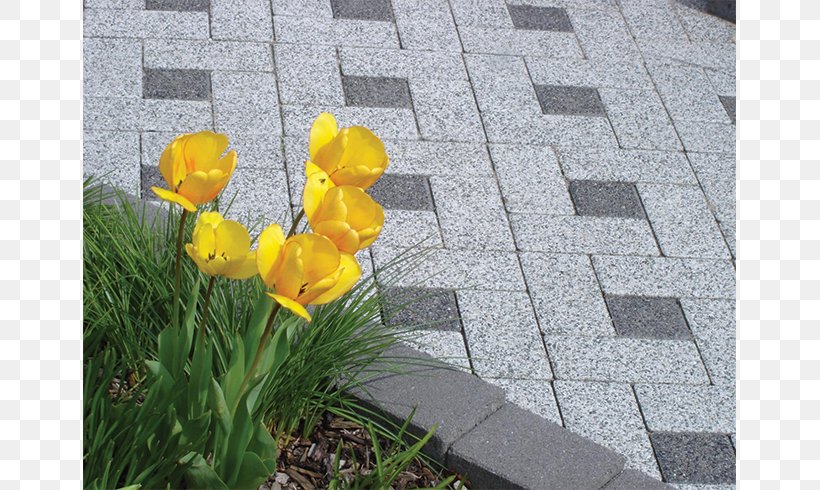 Concrete Ultimate Tensile Strength Pavement Hidroizolacija Sika AG, PNG, 790x490px, 2017, Concrete, Flora, Flower, Flowering Plant Download Free