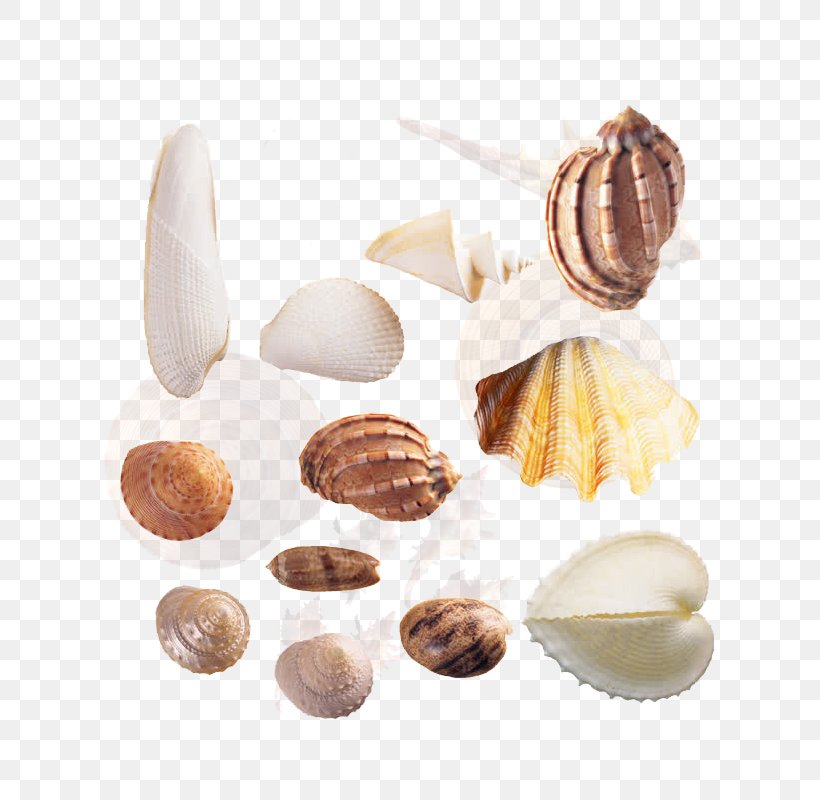 Cockle Seashell Sea Snail Shellfish, PNG, 800x800px, Cockle, Clam, Clams Oysters Mussels And Scallops, Conch, Conchology Download Free