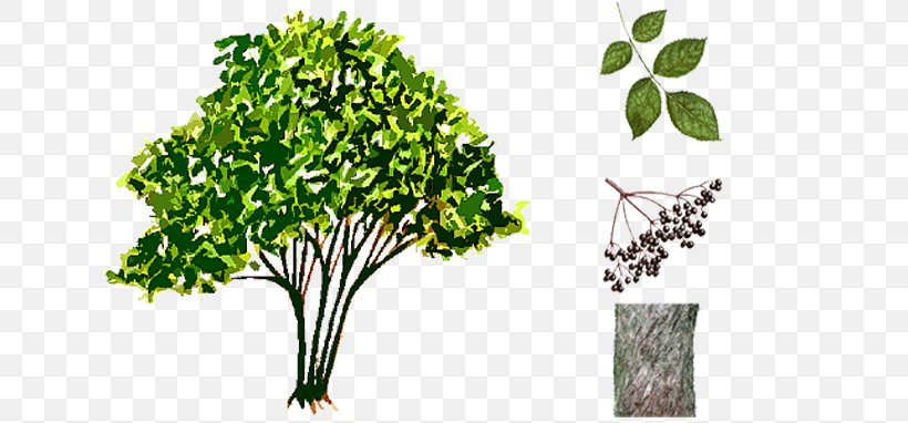 Leaf Vegetable Herb Plant Stem Elder, PNG, 700x382px, Leaf Vegetable, Branch, Branching, Elder, Flora Download Free