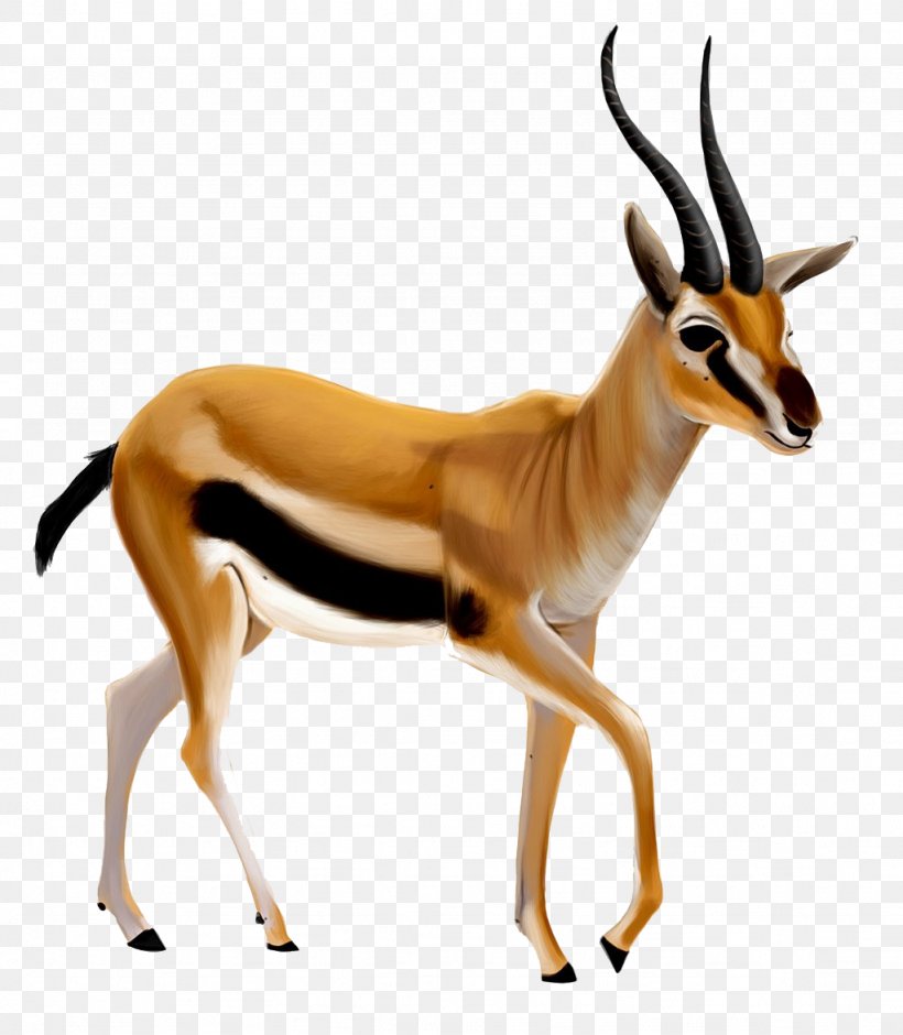 Bible Antelope Dorcas Gazelle An American Dictionary Of The English Language Acts Of The Apostles, PNG, 1024x1174px, Dorcas Gazelle, Animal, Antelope, Cow Goat Family, Drawing Download Free