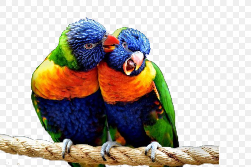 Bird Parrot Penguin Macaw, PNG, 1000x666px, Bird, Beak, Common Pet Parakeet, Feather, Idea Download Free