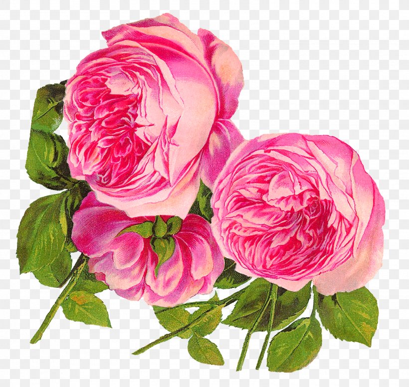 Centifolia Roses Rosa Gallica Flower Pink Garden Roses, PNG, 1600x1516px, Centifolia Roses, Camellia, Cut Flowers, Floral Design, Floribunda Download Free