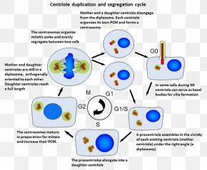 Centrosome Cycle Centrosome Duplication Animal PNG