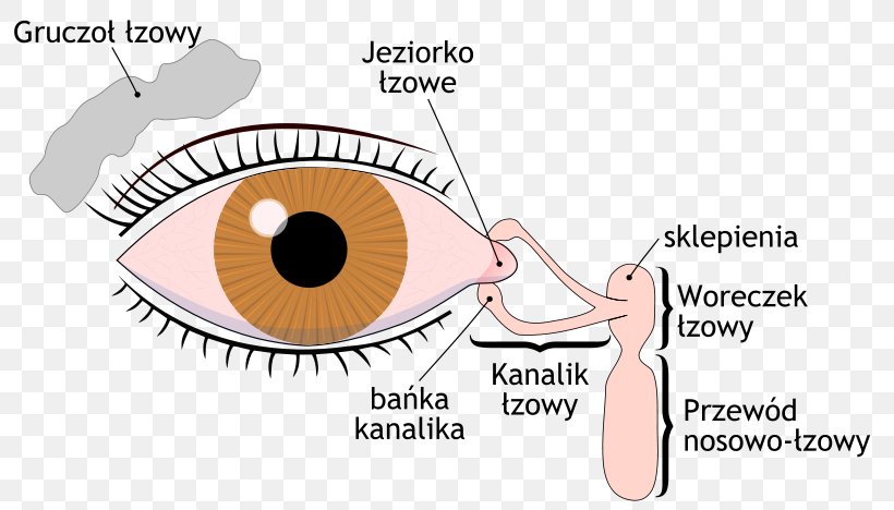 Dry Eye Syndrome Lacrimal Gland Lacrimal Sac Tears Lacrimal Apparatus, PNG, 800x468px, Watercolor, Cartoon, Flower, Frame, Heart Download Free