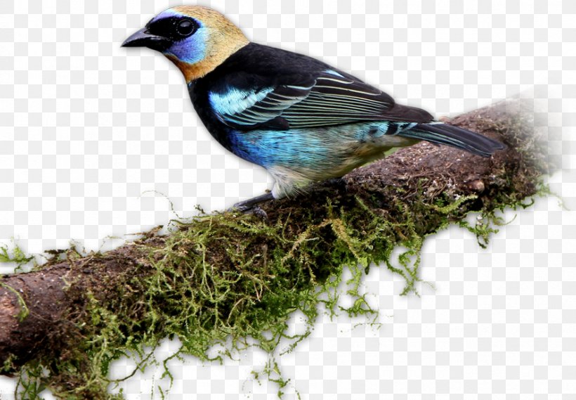 Finches Bird Rancho Naturalista Tanager Accommodation, PNG, 888x617px, Finches, Accommodation, Animal, Beak, Bird Download Free
